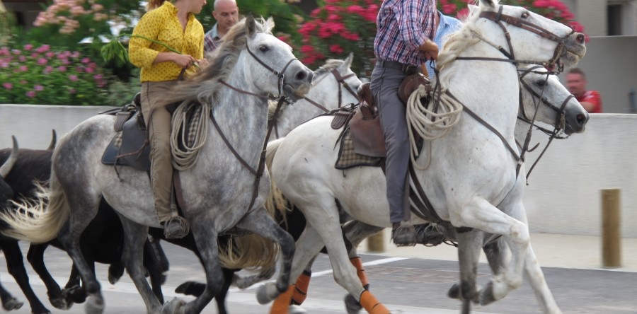 La Camargue dei tori e dei cavalli