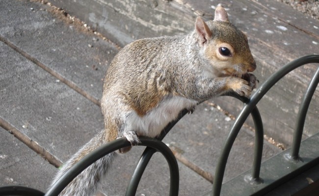07 Londra squirrel_3