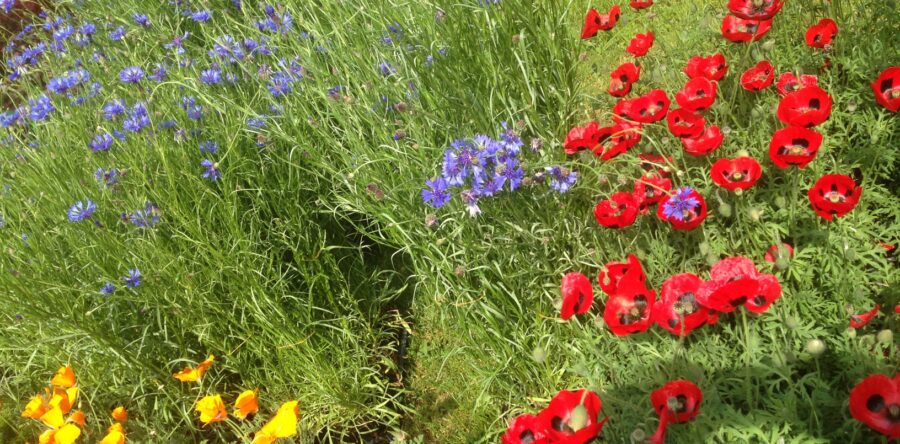 Orticola: fiori e piante a Milano