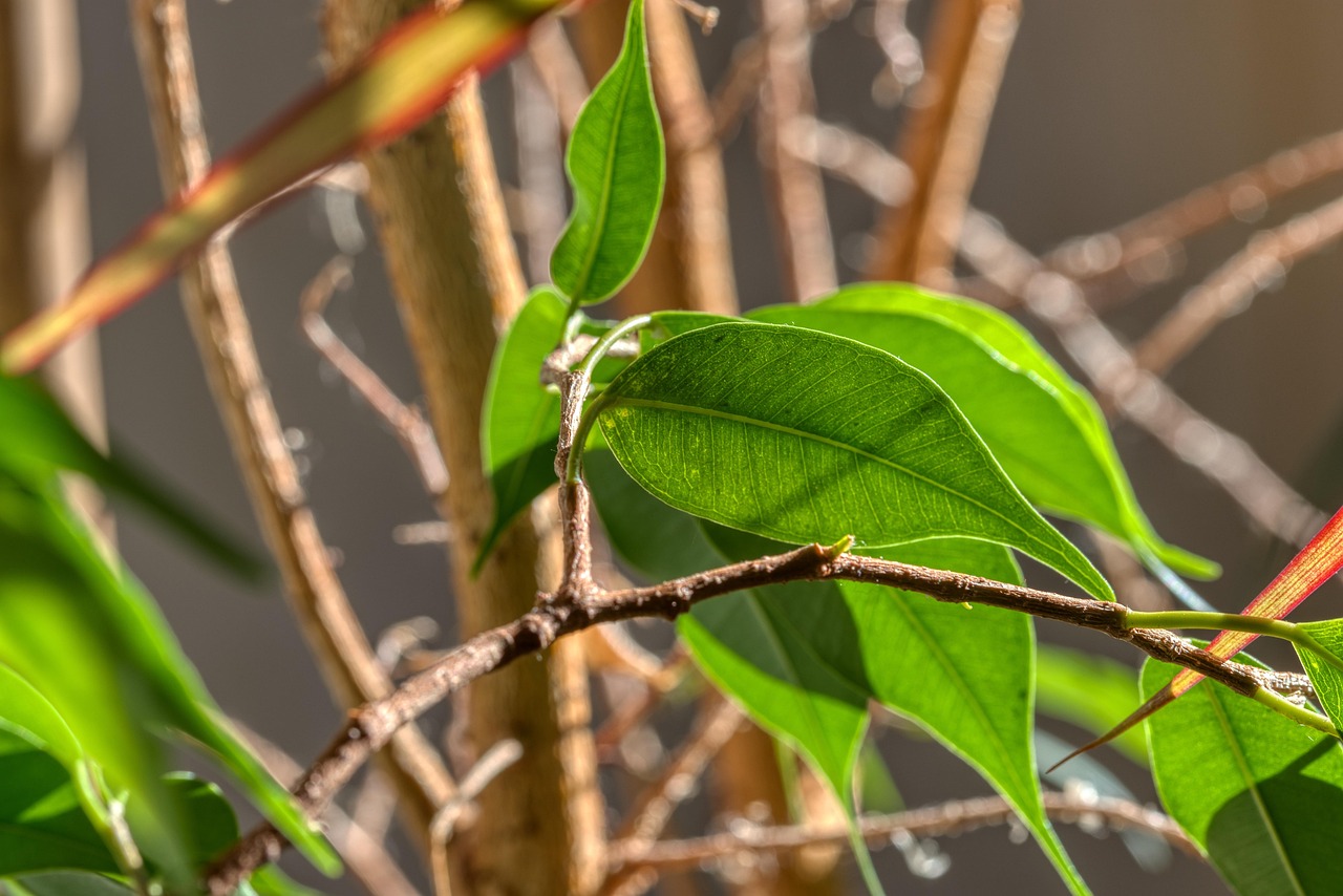 Ficus benjamina con foglie appassite, evidenziando il problema di mancata ripartenza.