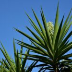 Yucca sempre verde con foglie ingiallite e appassite, simbolo di debolezza nella pianta.