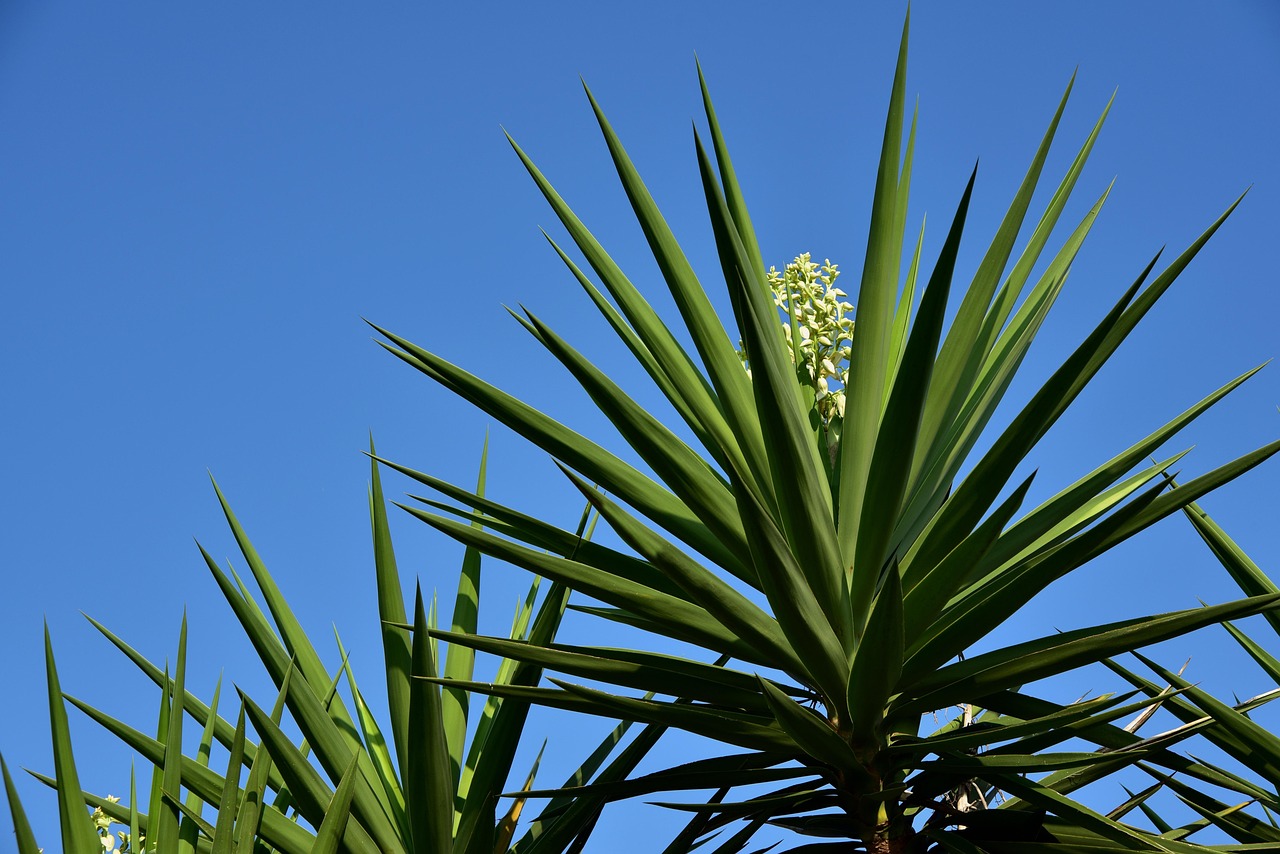 Yucca sempre verde con foglie ingiallite e appassite, simbolo di debolezza nella pianta.