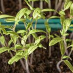 Pomodori con foglie arricciate, segno di problemi di salute delle piante.