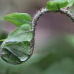 Asplenium esposto a luce diretta, mostrando foglie danneggiate da esposizione eccessiva al sole.